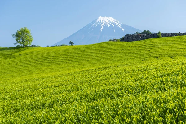日本で 富士と紅茶農園の風景 — ストック写真
