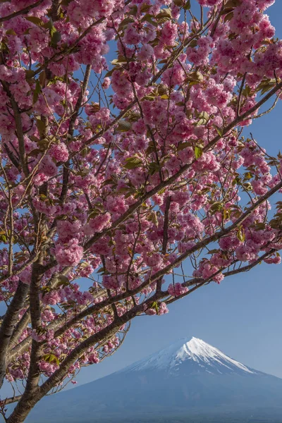 Monte Fuji Fiori Ciliegio Sul Lago Kawaguchiko — Foto Stock