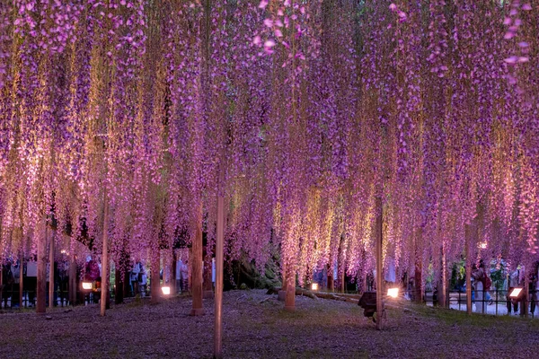 Krása Keři Velké Wisteria — Stock fotografie