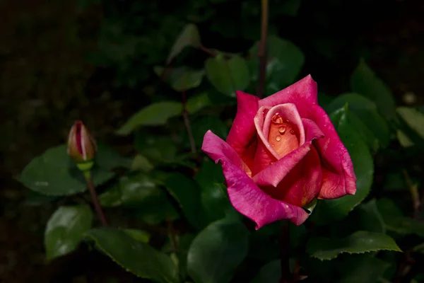 Розы Розовом Красном — стоковое фото