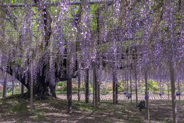 Beauté Enracinée Dans Grande Treillis Glycine — Photo