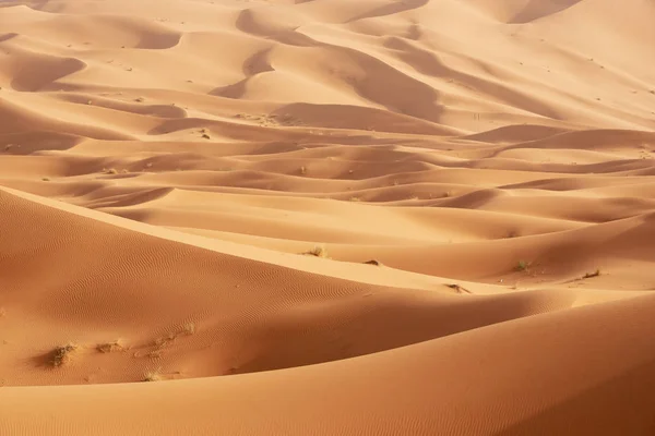 Belles dunes de sable dans le désert du Sahara. — Photo