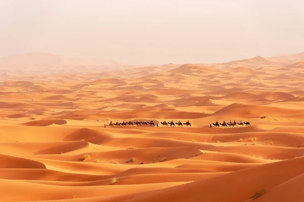 Belles dunes de sable dans le désert du Sahara. — Photo