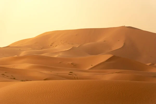 Belles dunes de sable dans le désert du Sahara. — Photo