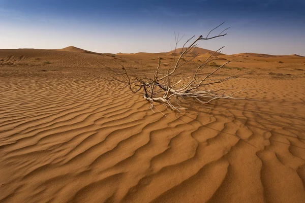 Belle dune di sabbia nel deserto del Sahara. — Foto Stock