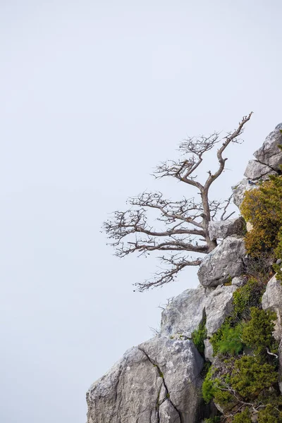 Удивительные Деревья Скалистых Горах Северный Кипр — стоковое фото