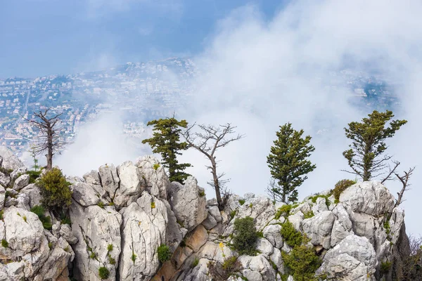 北塞浦路斯的落基山脉上令人惊叹的树木 — 图库照片