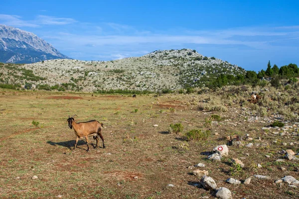 Cabra Pasto Una Montaña Montenegro — Foto de Stock