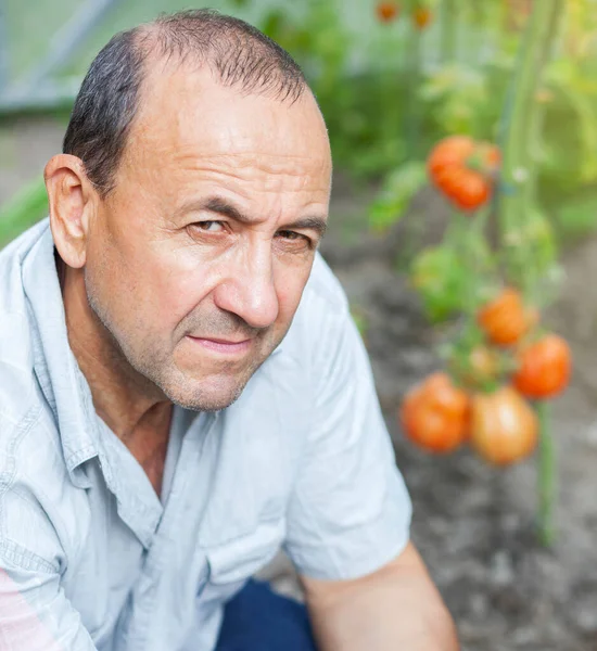 Gärtner Seinem Gewächshaus Bei Der Tomatenernte Stockfoto