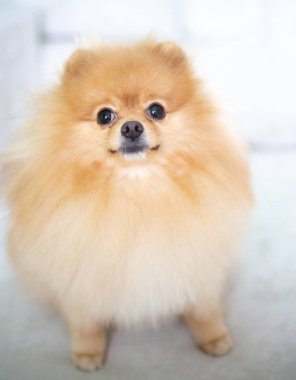 Güzel turuncu köpek - pomeranian Spitz