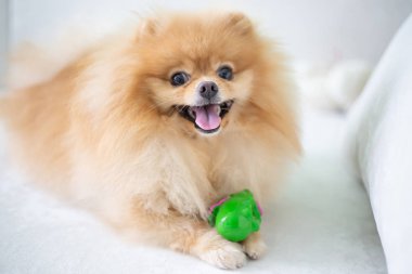 Güzel turuncu köpek - pomeranian Spitz