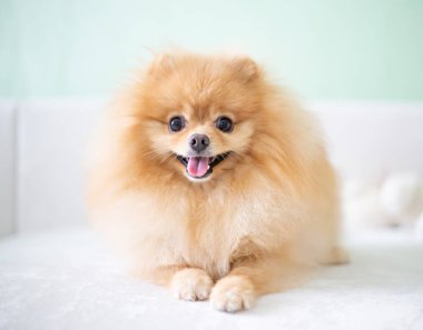 Güzel turuncu köpek - pomeranian Spitz