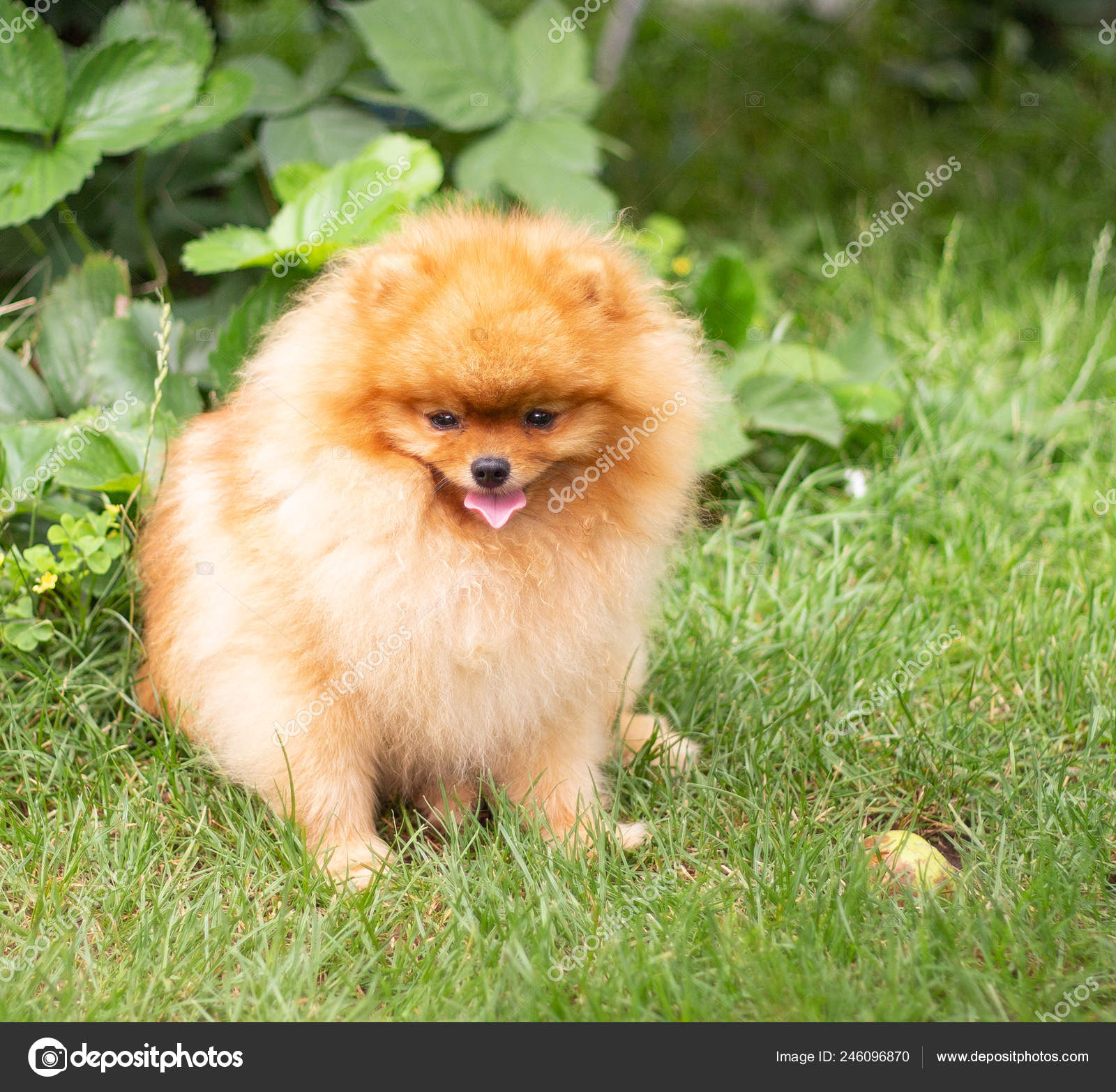 Beautiful orange dog pomeranian Spitz. Puppy pomeranian dog cute