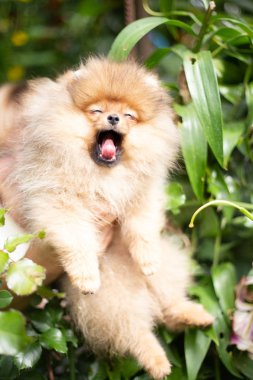 Güzel turuncu köpek - Pomeranian Spitz. Köpek yavrusu Pomeranian köpeği. Sevimli evcil hayvan. Mutlu bir gülümseme.