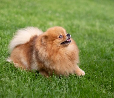 Güzel turuncu köpek - Pomeranian Spitz. Köpek yavrusu Pomeranian köpeği. Sevimli evcil hayvan. Mutlu bir gülümseme.