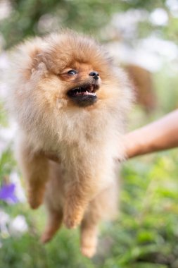Güzel turuncu köpek - pomeranian Spitz. Köpek yavrusu pomeranian köpek sevimli hayvan mutlu gülümseme çiçeklenir doğada oynamaya