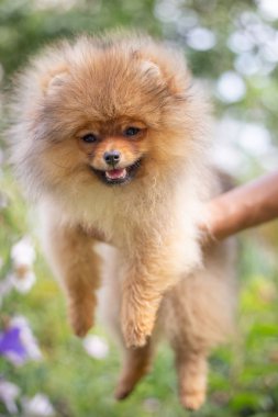 Güzel turuncu köpek - pomeranian Spitz. Köpek yavrusu pomeranian köpek sevimli hayvan mutlu gülümseme çiçeklenir doğada oynamaya