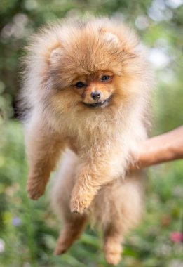 Güzel turuncu köpek - Pomeranian Spitz. Köpek yavrusu Pomeranian köpeği. Sevimli evcil hayvan. Mutlu bir gülümseme.