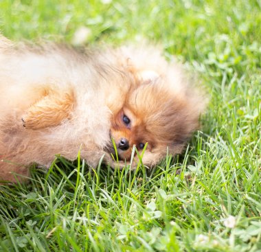 Güzel turuncu köpek - pomeranian Spitz. Köpek yavrusu pomeranian köpek sevimli hayvan mutlu gülümseme çim doğada oynamaya