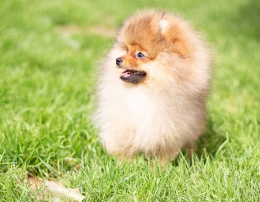 Güzel turuncu köpek - Pomeranian Spitz. Köpek yavrusu Pomeranian köpeği. Sevimli evcil hayvan. Mutlu bir gülümseme.
