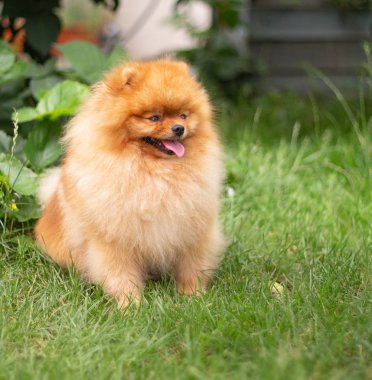 Güzel turuncu köpek - Pomeranian Spitz. Köpek yavrusu Pomeranian köpeği. Sevimli evcil hayvan. Mutlu bir gülümseme.
