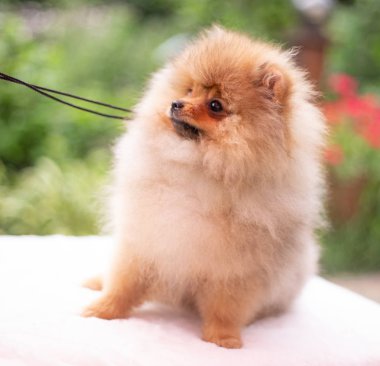 Güzel turuncu köpek - Pomeranian Spitz. Köpek yavrusu Pomeranian köpeği. Sevimli evcil hayvan. Mutlu bir gülümseme.