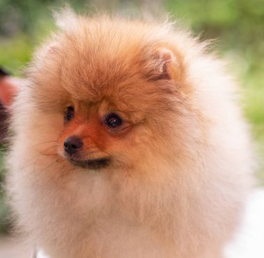 Güzel turuncu köpek - Pomeranian Spitz. Köpek yavrusu Pomeranian köpeği. Sevimli evcil hayvan. Mutlu bir gülümseme.
