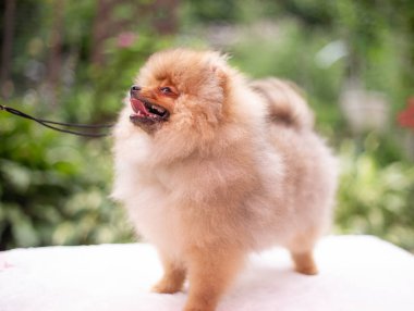 Güzel turuncu köpek - Pomeranian Spitz. Köpek yavrusu Pomeranian köpeği. Sevimli evcil hayvan. Mutlu bir gülümseme.