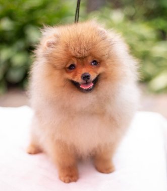 Güzel turuncu köpek - Pomeranian Spitz. Köpek yavrusu Pomeranian köpeği. Sevimli evcil hayvan. Mutlu bir gülümseme.