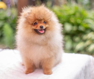 Güzel turuncu köpek - Pomeranian Spitz. Köpek yavrusu Pomeranian köpeği. Sevimli evcil hayvan. Mutlu bir gülümseme.
