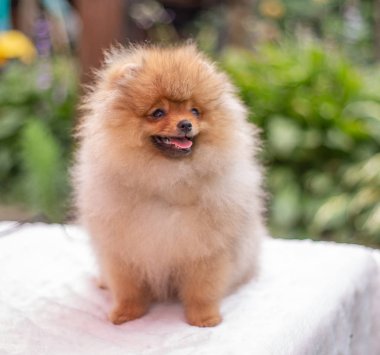 Güzel turuncu köpek - Pomeranian Spitz. Köpek yavrusu Pomeranian köpeği. Sevimli evcil hayvan. Mutlu bir gülümseme.