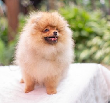 Güzel turuncu köpek - Pomeranian Spitz. Köpek yavrusu Pomeranian köpeği. Sevimli evcil hayvan. Mutlu bir gülümseme.
