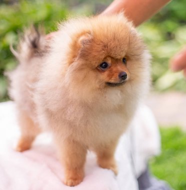 Güzel turuncu köpek - Pomeranian Spitz. Köpek yavrusu Pomeranian köpeği. Sevimli evcil hayvan. Mutlu bir gülümseme.