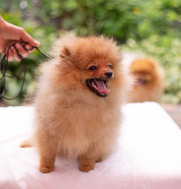 Güzel turuncu köpek - Pomeranian Spitz. Köpek yavrusu Pomeranian köpeği. Sevimli evcil hayvan. Mutlu bir gülümseme.