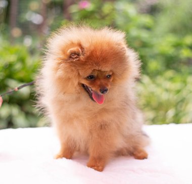 Güzel turuncu köpek - Pomeranian Spitz. Köpek yavrusu Pomeranian köpeği. Sevimli evcil hayvan. Mutlu bir gülümseme.