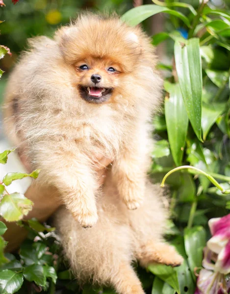 Krásný pomerančový pes - pomeranian Spitz. Štěně pomeranian pes roztomilý mazlíček šťastný úsměv hrát v přírodě — Stock fotografie