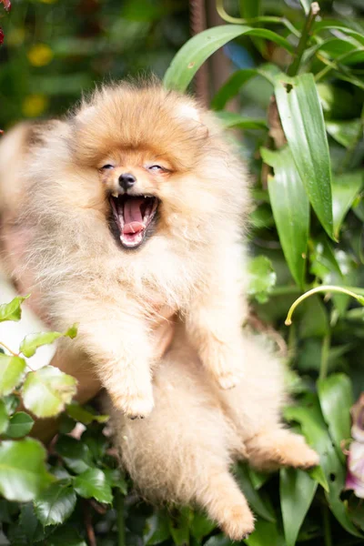 Beau chien orange - Spitz poméranien. Chiot chien poméranien mignon animal heureux sourire jouer dans la nature — Photo