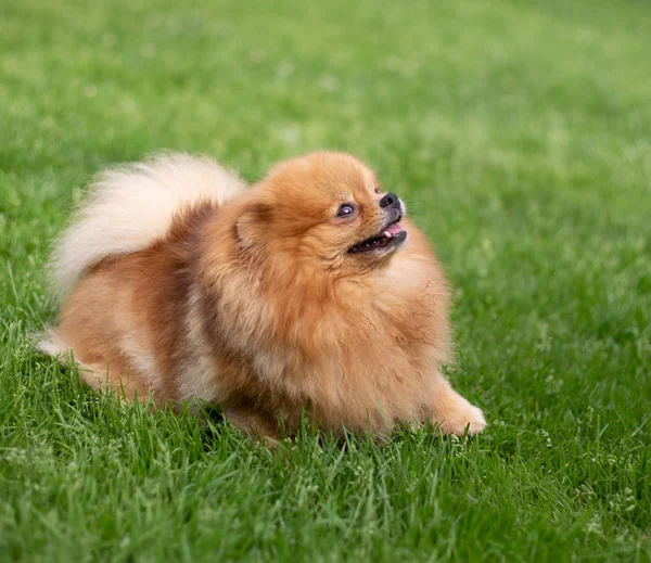 Beautiful orange dog - pomeranian Spitz. Puppy pomeranian dog cute pet happy smile playing in nature — Stock Photo, Image