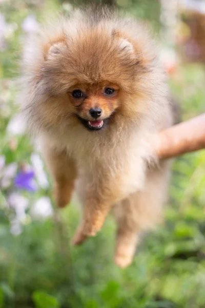 Beau chien orange - Spitz poméranien. Chiot chien poméranien mignon animal heureux sourire jouer dans la nature sur dans les fleurs — Photo