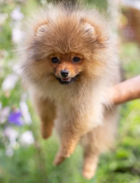 Beau chien orange - Spitz poméranien. Chiot chien poméranien mignon animal heureux sourire jouer dans la nature sur dans les fleurs — Photo