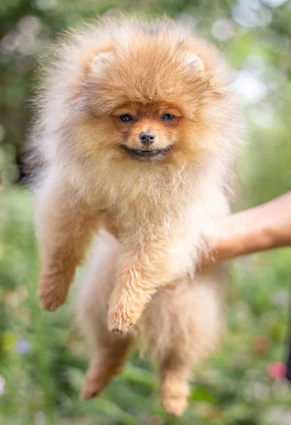 Schöner orangefarbener Hund - Pommerscher Spitz. Welpe Pommerschen Hund niedlich Haustier glücklich Lächeln spielen in der Natur auf in Blumen — Stockfoto