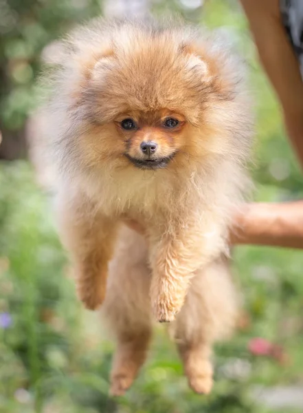 Piękny pomarańczowy pies - pomeranian Spitz. Szczeniak pomeranian pies ładny zwierzak szczęśliwy uśmiech gra w przyrodzie — Zdjęcie stockowe