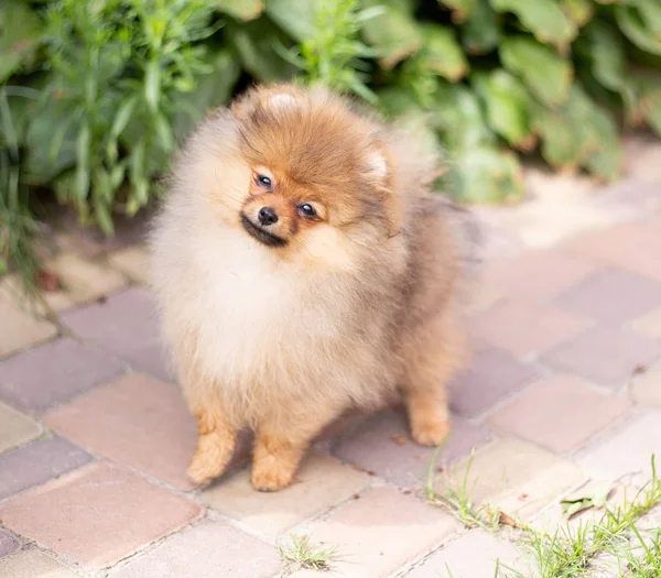 Hermoso perro naranja - pomeranian Spitz. cachorro pomeranian perro lindo mascota feliz sonrisa jugando en la naturaleza —  Fotos de Stock