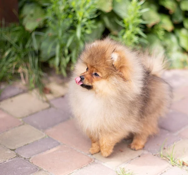 Beautiful orange dog - pomeranian Spitz. Puppy pomeranian dog cute pet happy smile playing in nature — Stock Photo, Image