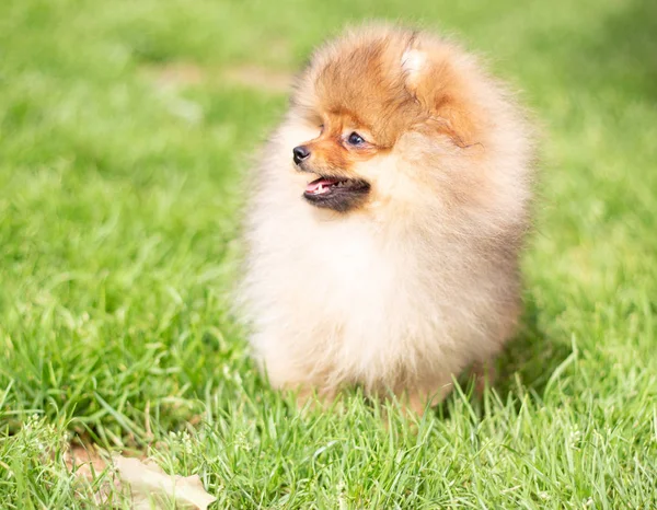 Hermoso perro naranja - pomeranian Spitz. cachorro pomeranian perro lindo mascota feliz sonrisa jugando en la naturaleza — Foto de Stock