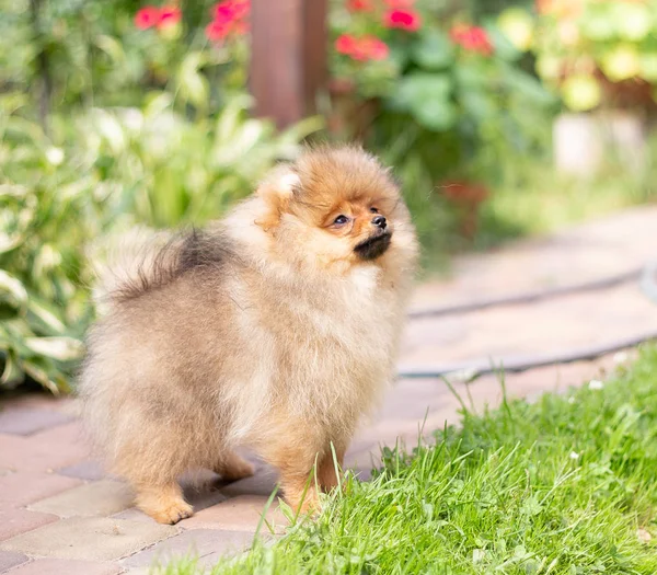 Mooie Oranje Hond Pommeren Spitz Puppy Pommeren Hond Schattig Huisdier — Stockfoto