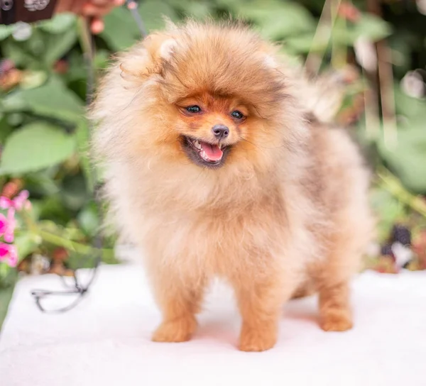 Hermoso perro naranja - pomeranian Spitz. cachorro pomeranian perro lindo mascota feliz sonrisa jugando en la naturaleza en flores —  Fotos de Stock