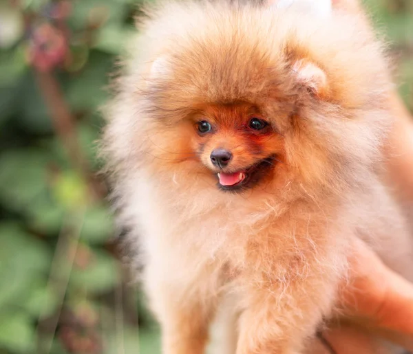 Hermoso perro naranja - pomeranian Spitz. cachorro pomeranian perro lindo mascota feliz sonrisa jugando en la naturaleza en flores —  Fotos de Stock