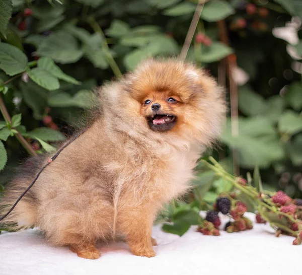 Beautiful orange dog - pomeranian Spitz. Puppy pomeranian dog cute pet happy smile playing in nature on in flowers