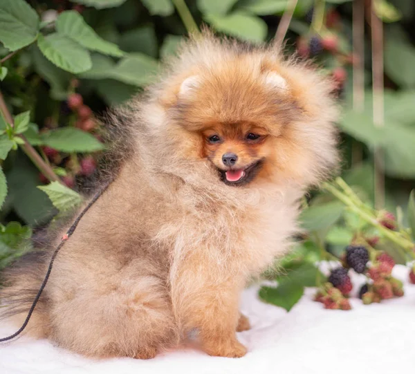 Beautiful orange dog - pomeranian Spitz. Puppy pomeranian dog cute pet happy smile playing in nature on in flowers — Stock Photo, Image